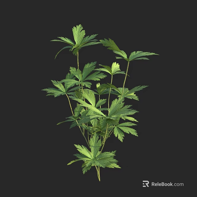 Green Leafy Plant with Multiple Leaves in 3D Rendering on Black Background 3d model