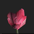 Vibrant Red Poppy Flower With Green Stem Against Dark Background Blooming Beautifully