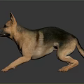 German Shepherd in Stretching Pose with Brown Black Coat on Gray Reflective Surface 3d model