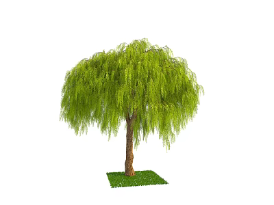 Weeping Willow Tree with Drooping Green Branches Brown Trunk and Lush Green Grass 3d model