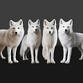 Sleek Four White Reptiles Standing On Black Background With Ground Reflections