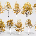 Multiple Autumn Arbor Trees With Yellow Leaves In Various Shapes And Sizes