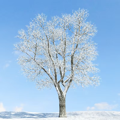 Tall Snow Covered Tree With Frosted Branches Against Blue Sky Background 3d model
