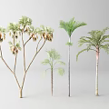 Diverse Arbor Trees Featuring Various Leaf Shapes And Slender Trunks 3d model