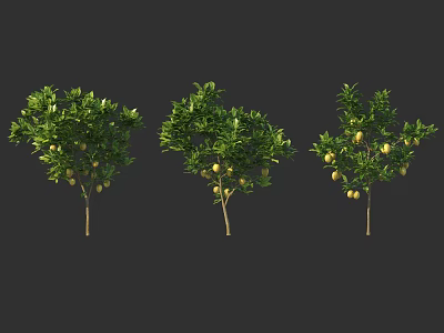 Three Fruit Bearing Arbor Trees With Green Leaves And Yellow Fruits 3d model