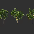 Three Fruit Bearing Arbor Trees With Green Leaves And Yellow Fruits