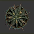Healthy Thorny Cactus With Green And Yellow Body In Teal Pot With Saucer