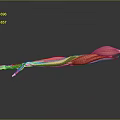 Advanced Medical Device 3D Anatomical Model of Human Arm Muscles for Medical Education