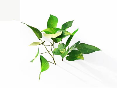 Decorative Green Plants With Green And White Variegated Leaves Spreading Branches On White Background 3d model