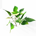 Decorative Green Plants With Green And White Variegated Leaves Spreading Branches On White Background