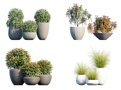 Various Bonsai Potted Plants in Modern Ceramic Pots with Diverse Green Foliage 3d model