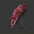 Pink Peony Flower Featuring Layered Pink White Petals And Yellow Stamen Center On Dark Background