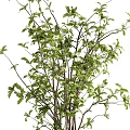 Transparent Glass Vases Holding Green Foliage and Small White Flowers for Home Decor