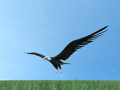 Majestic Eagle Flying High in Blue Sky Over Green Grass Field 3d model