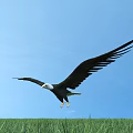 Majestic Eagle Flying High in Blue Sky Over Green Grass Field