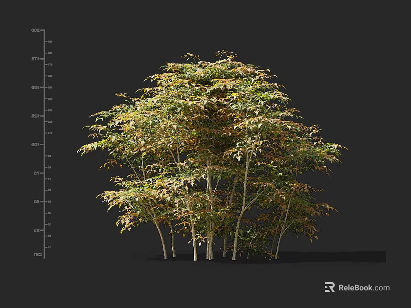 Lush Clumping Bamboo Plants With Green Yellow Leaves And Slender Stems In Natural Landscape 3d model 