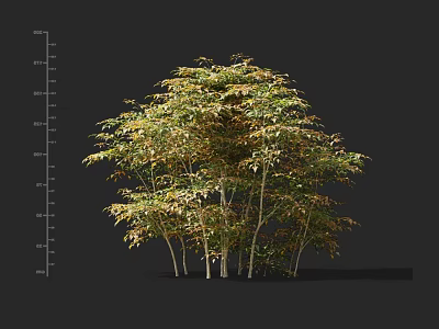 Lush Clumping Bamboo Plants With Green Yellow Leaves And Slender Stems In Natural Landscape 3d model