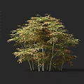 Lush Clumping Bamboo Plants With Green Yellow Leaves And Slender Stems In Natural Landscape