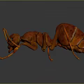 Detailed Close up View of Red Ant with Shiny Exoskeleton and Extended Legs