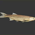 Shiny Orange And White Fish With Detailed Scales And Reflection On Dark Background