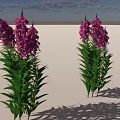 Vibrant Purple Flowers With Green Leaves On White Ground Against Blue Sky And White Clouds