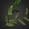Lush Natural Fern Plant With Green And Brown Leaves And Exposed Roots