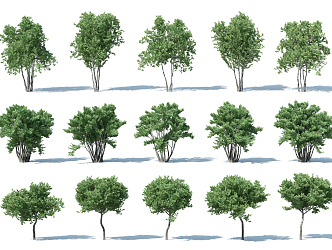 The Modern Tree 3d model