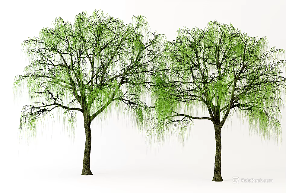 Willow Trees With Long Green Branches And Brown Trunks In Natural Setting 3d model 