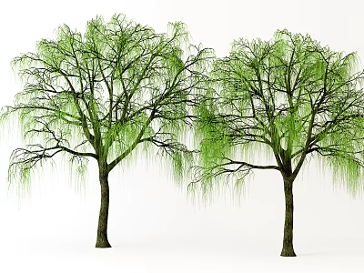 Willow Trees With Long Green Branches And Brown Trunks In Natural Setting 3d model