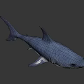 Realistic Blue Shark 3D Model With Open Mouth And Sharp Teeth