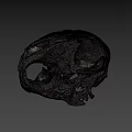 Detailed Animal Skull Anatomical Model With Visible Bone Structure On Dark Background