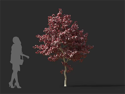 Arbor With Vibrant Crimson Leaves And Female Silhouette On Gray Background 3d model