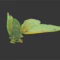 Close Up View Of Cicada With Yellow Transparent Wings And Black Body