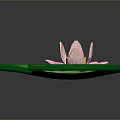 Frog Resting On Green Lotus Leaf With Pink Water Lily Flower