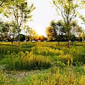 Lush Sunlit Wildflowers Thriving in Open Grassland Surrounded by Tall Trees During Golden Hour