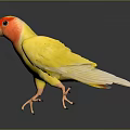 Yellow Parrot With Red Head And White Wings Standing On Smooth Surface Dark Background 3d model