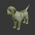 Cute Light Brown And White Puppy Standing On Dark Surface With Gray Background