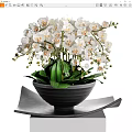 Potted Bonsai Plant With White Flowers And Green Leaves In Black Pot