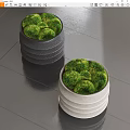 Green Bonsai Potted Plants In Stacked Gray And White Planters For Home Decor
