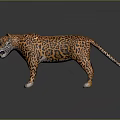 Realistic 3D Leopard Model With Detailed Fur Pattern Standing On Black Background With Reflection