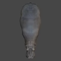 Realistic 3D Hippo Model With Open Mouth And Gray Body Features