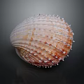 Spiny Scallop Shell With Red And White Stripes On Dark Background