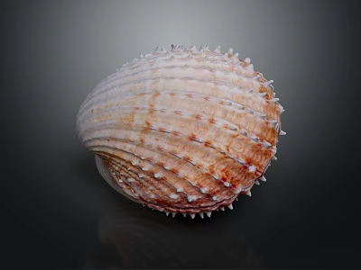 Spiny Scallop Shell With Red And White Stripes On Dark Background 3d model