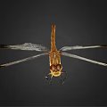 Modern Dragonfly Butterfly 3d model