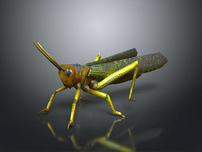 Grasshopper with Orange Head Green Yellow Body Long Antennae Transparent Wings on Reflective Surface 3d model
