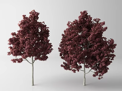 Two Deep Red Leaf Trees with White Trunks and Lush Foliage 3d model