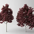 Two Deep Red Leaf Trees with White Trunks and Lush Foliage