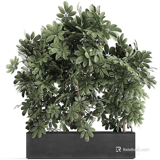Lush Green Bonsai Plant With Dense Foliage And Black Rectangular Pot For Indoor Decoration 3d model 