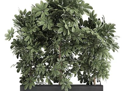 Lush Green Bonsai Plant With Dense Foliage And Black Rectangular Pot For Indoor Decoration 3d model