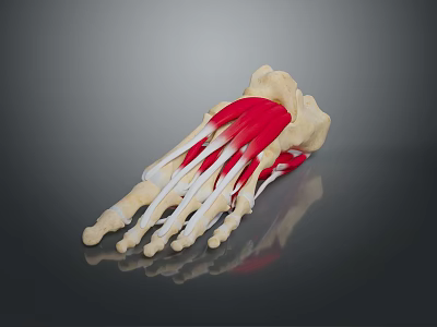 Detailed Foot Anatomical Model With Skeletal Structure And Muscle Tissue For Medical Education 3d model
